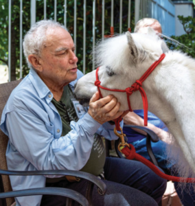 White miniature horse Romeo gives hugs to seated senior male.